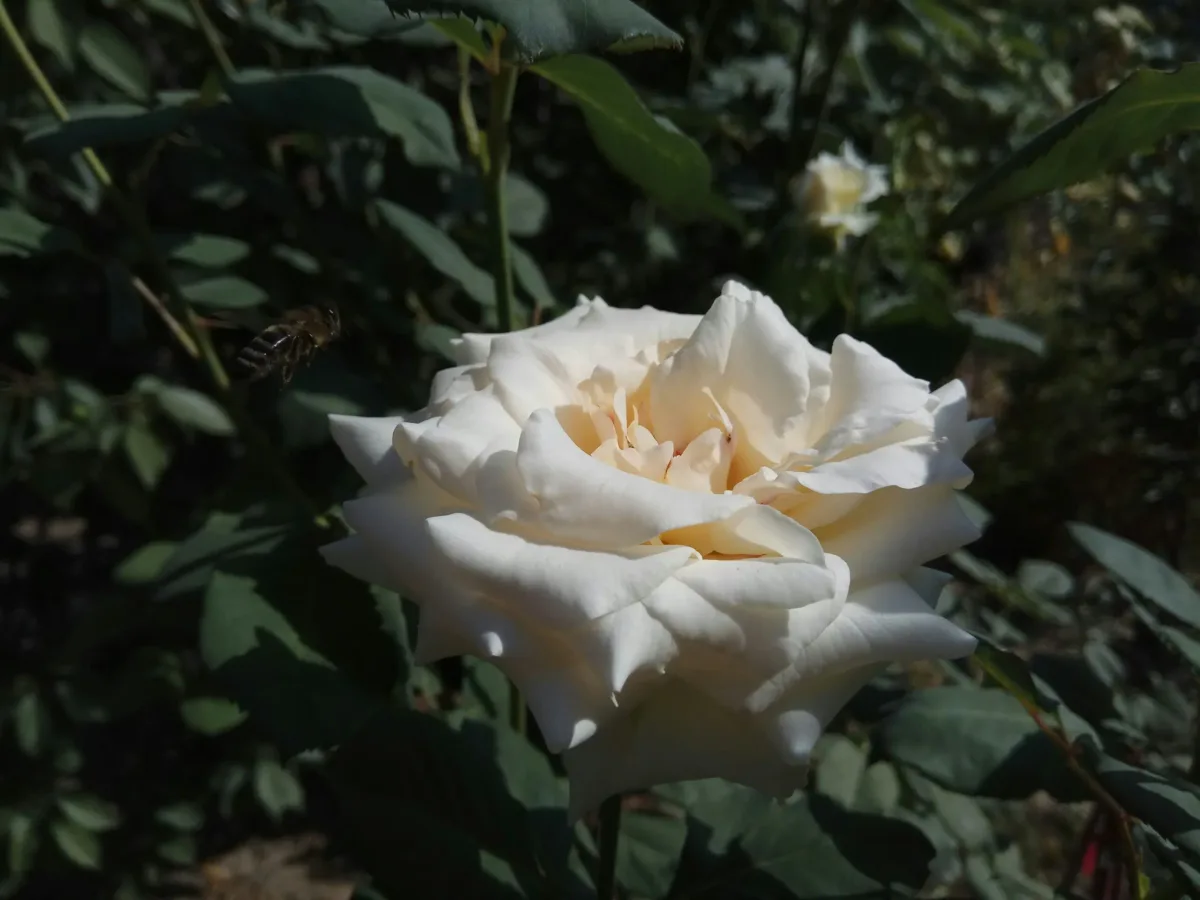 Pralinage des rosiers : guide pas à pas pour assurer reprise et floraison abondante au printemps