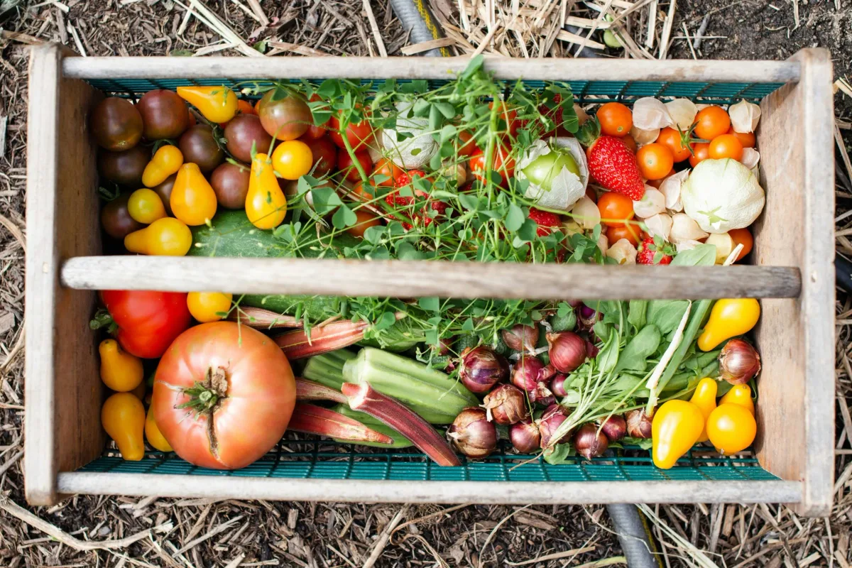 Semer en septembre pour des légumes d’hiver : variétés, calendrier et astuces